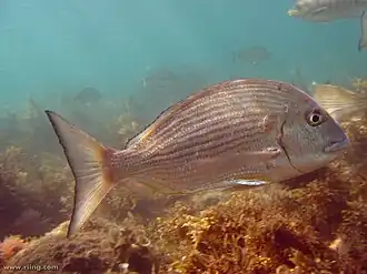 Rhabdosargus sarba