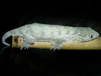 Description de l'image Rhacodactylus_leachianus.jpg.