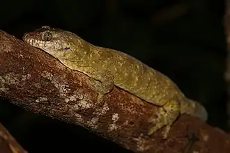 Description de l'image Rhacodactylus trachycephalus.jpg.