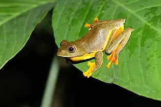 Description de l'image Rhacophorus bipunctatus Davidraju img f2.jpg.