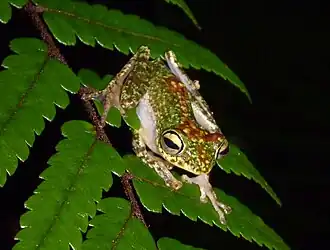 Description de l'image Rhacophorus edentulus.jpeg.