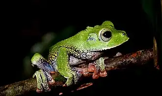 Description de l'image Rhacophorus georgii 56942671.jpg.