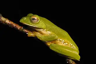 Description de l'image Rhacophorus pseudomalabaricus.jpg.