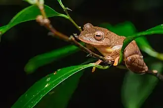 Description de l'image Rhacophorus rhodopus.jpg.