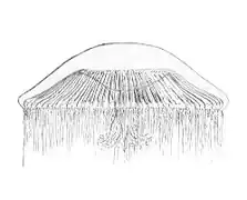Rhacostoma atlanticum