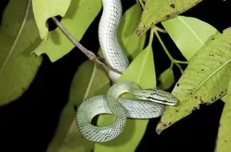 Description de l'image Rhadinophis frenatus.jpg.