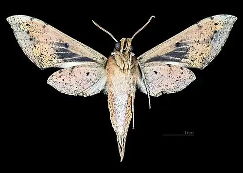 Rhagastis albomarginatus everetti Face ventrale MHNT