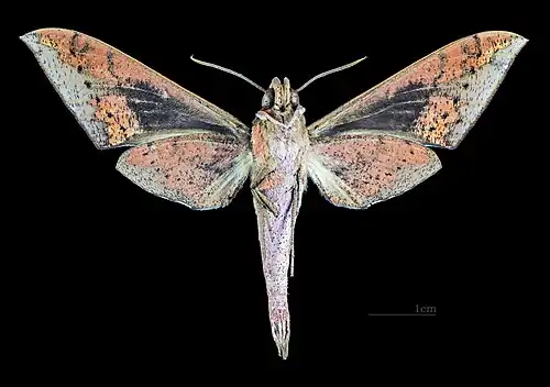 Rhagastis confusa Revers MHNT