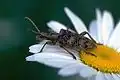 Rhagium (Rhagium) sycophanta (Schrank, 1781)