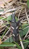 Rhagium (Hagrium) bifasciatum Fabricius, 1775