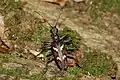 Rhagium bifasciatum(Fabricius, 1775) ♂