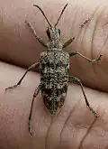 Rhagium (Rhagium) inquisitor  Linnaeus, 1758