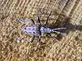 Rhagium inquisitor(Linné, 1758) ♂