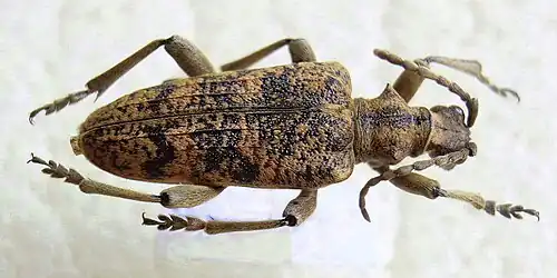 Rhagium sycophanta(Schrank, 1781) ♀