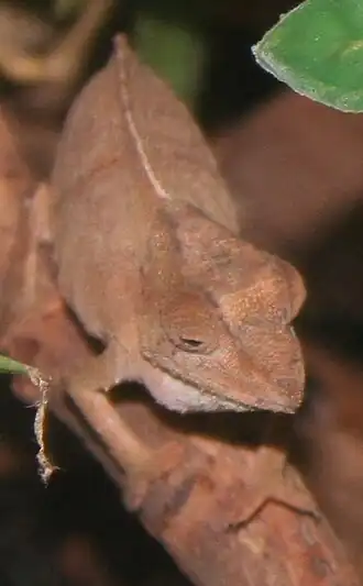 Description de l'image Rhampholeon temporalis Female 001.JPG.
