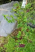 Plant de Rhaphithamnus venustus sous serre