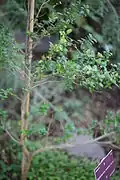 Plant de Rhaphithamnus venustus sous serre