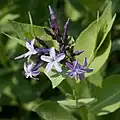 Fleurs de Rhazya orientalis.