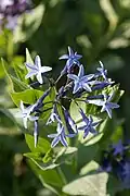 Fleurs de Rhazya orientalis.