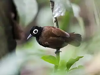 Description de l'image Rhegmatorhina gymnops - Bare-eyed Antbird - male (cropped).jpg.
