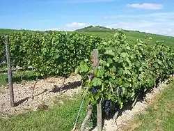 Vignoble de Stadecken-Elsheim.
