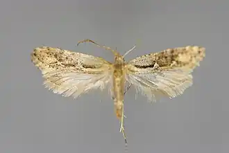 Rhigognostis incarnatella (en)