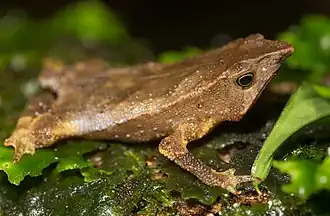 Description de l'image Rhinella festae.jpg.