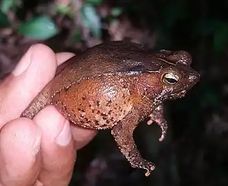 Description de l'image Rhinella sternosignata 62640906.jpg.