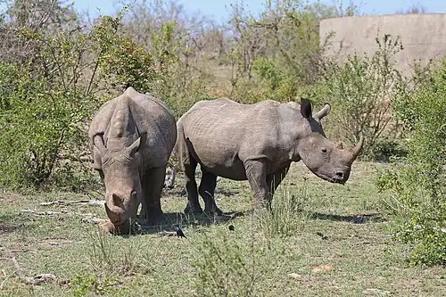 Deux Rhinocéros blanc du Sud.