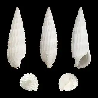 Rhinoclavis aspera