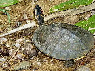 Description de l'image Rhinoclemmys punctularia.JPG.