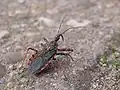 Rhinocoris annulatus (Reduviidae)
