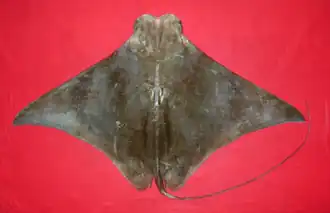 Rhinoptera javanica