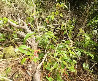 Description de l'image Rhipogonum scandens 11.JPG.