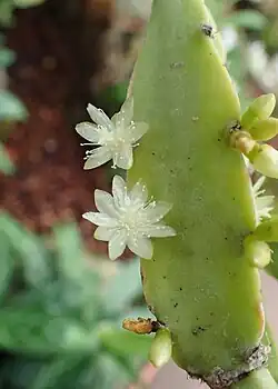 Rhipsalis cereoides
