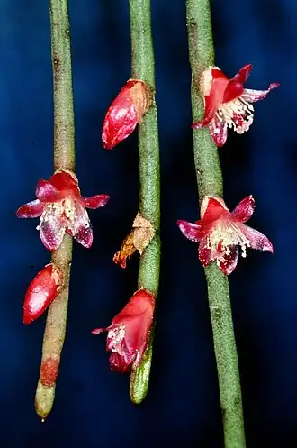 Description de l'image Rhipsalis hoelleri (Cactaceae), flowering clonotype, © W. Barthlott, Univ. Bonn, www.lotus.salvinia.de.jpg.