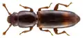 Rhizophagus bipustulatus