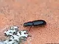Rhizophagus picipes
