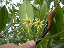 Fleurs, à Porto Rico.