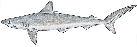 Rhizoprionodon porosus