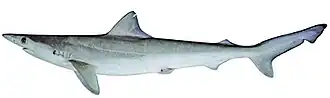 Description de l'image Rhizoprionodon taylori.jpg.
