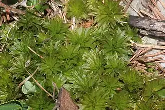 Rhodobryum ontariense.