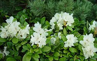 Description de l'image Rhododendron aureum Kibanashakunage in kannondake 2003 6 21.jpg.