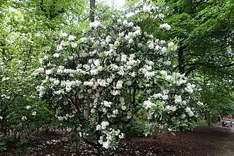 Arbuste en fleurs