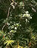 Rhododendron moulmainense