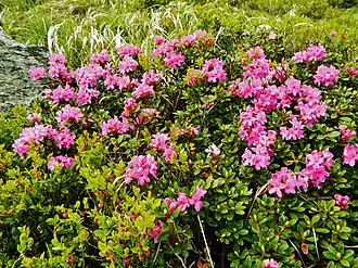 Description de l'image Rhododendron myrtifolium Chornohora Turkul.JPG.