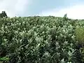 Arbustes de Rhodomyrtus tomentosa à Sai Kung, à Hong Kong.