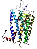 Rhodopsine (récepteur).