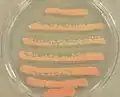 Colonies de Rhodotorula glutinis, incubées à 30 °C pendant 48h, sur une gélose dextrosée à la pomme de terre.