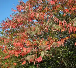 Sumac de Virginie en automne.